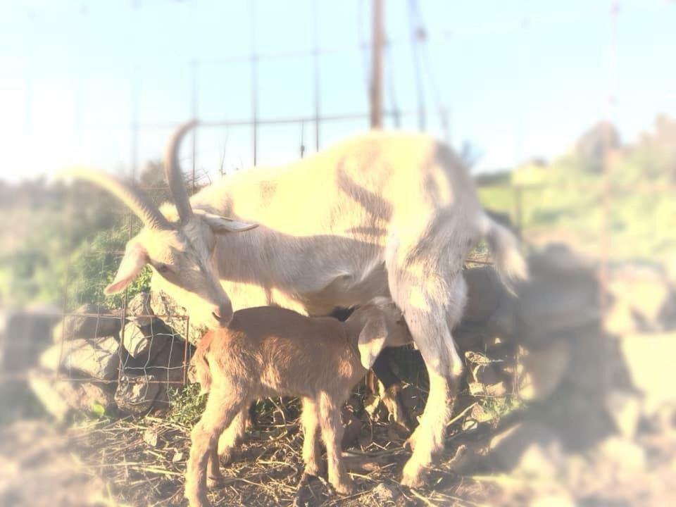 NATURA-eco farm Esterno foto